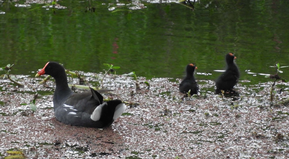 Common Gallinule - ML620472728