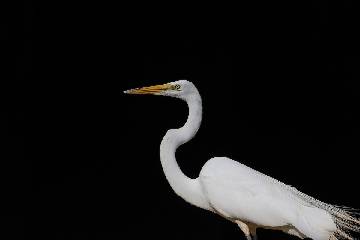 Great Egret - ML620472730