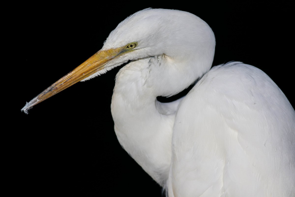 Great Egret - ML620472732