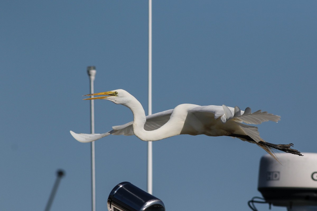 Great Egret - ML620472733