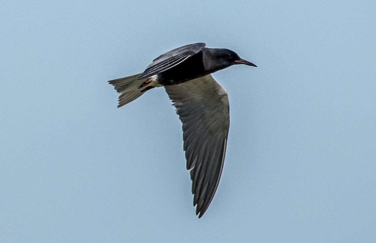 Black Tern - ML620472739