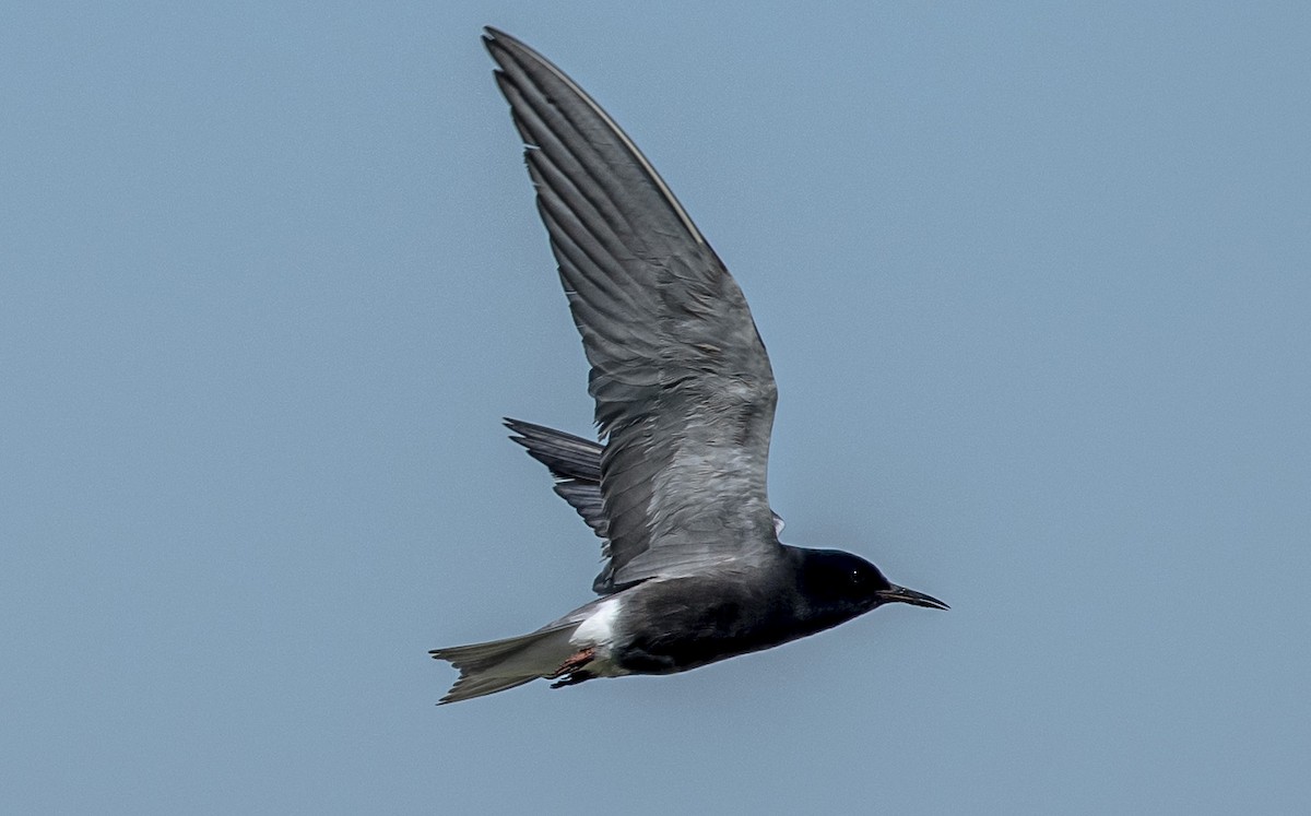 Black Tern - ML620472740