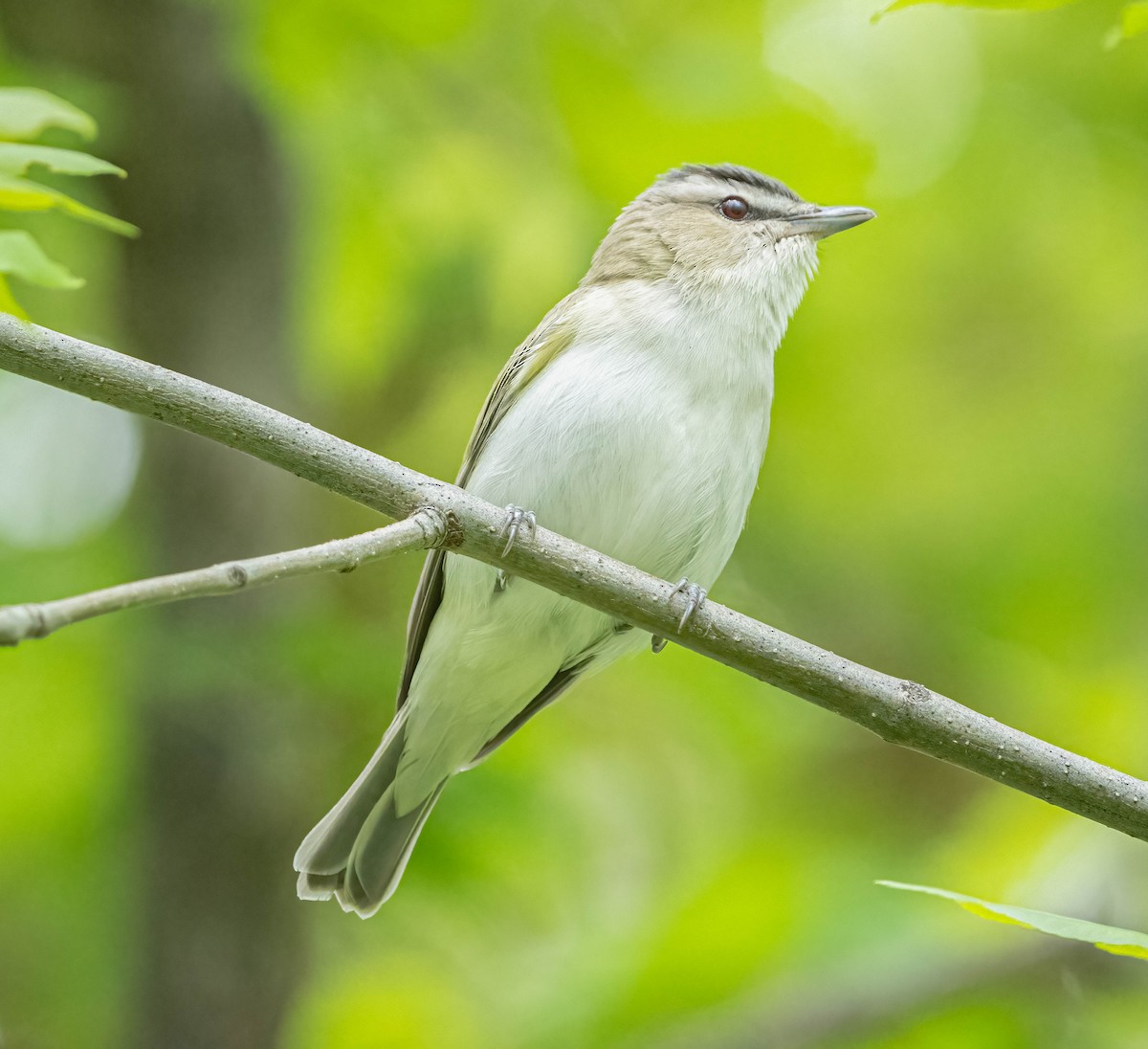 Red-eyed Vireo - Courtney Rella