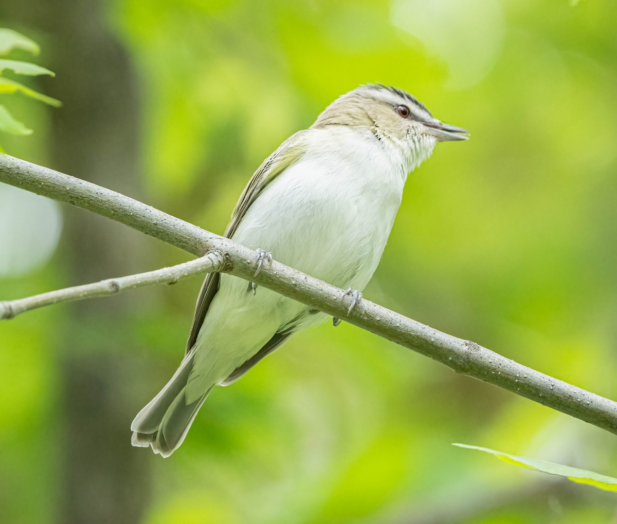 Red-eyed Vireo - ML620472743