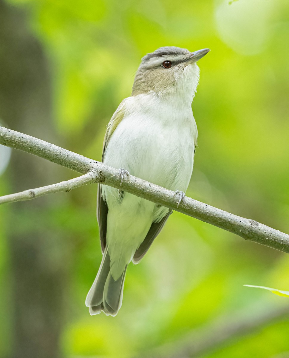 Red-eyed Vireo - ML620472744