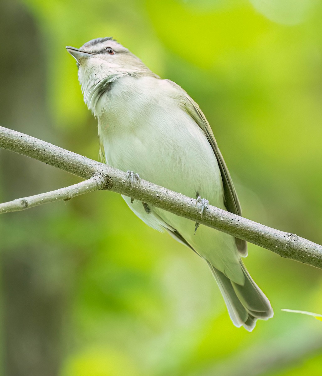 Red-eyed Vireo - ML620472745