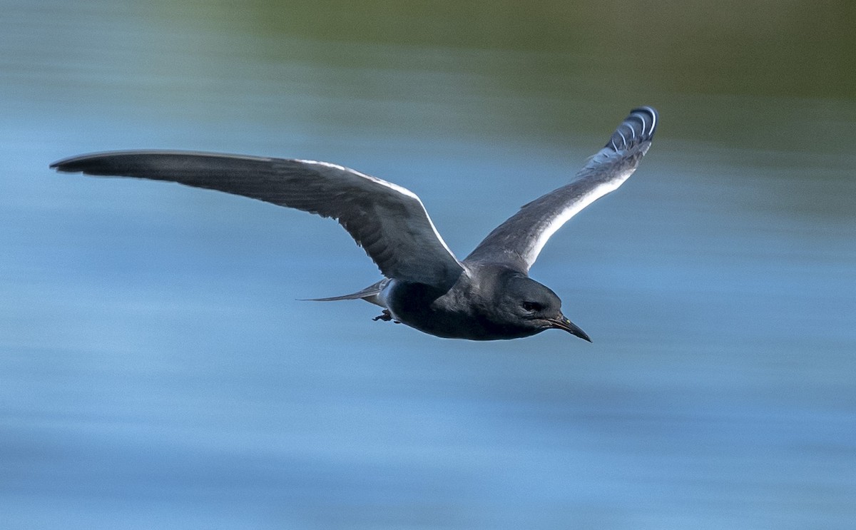 Black Tern - ML620472751