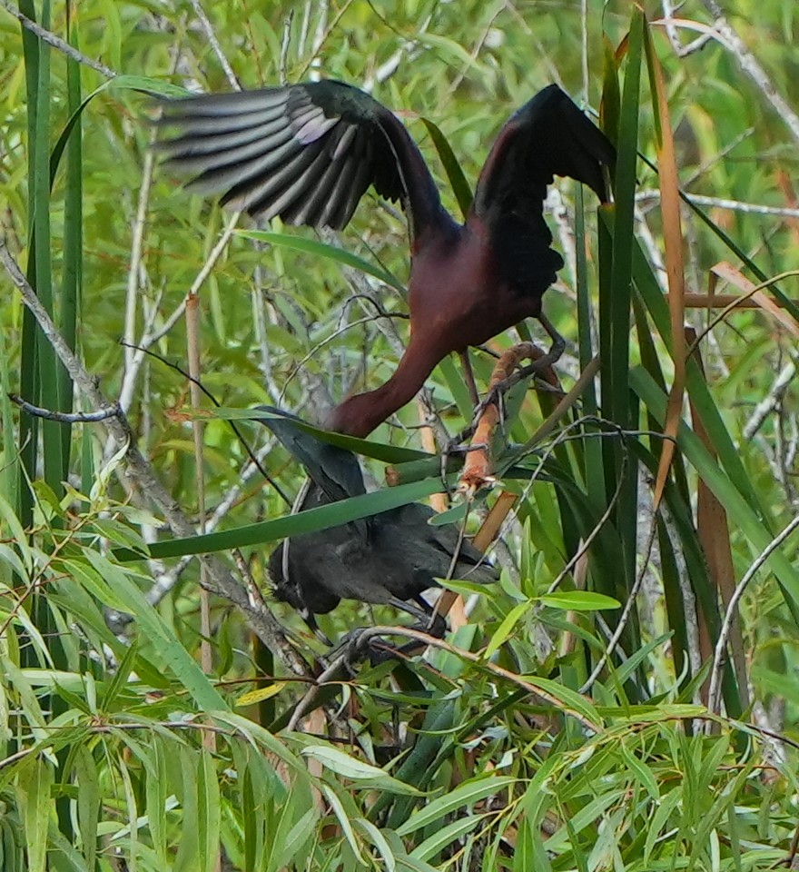 Glossy Ibis - ML620472754