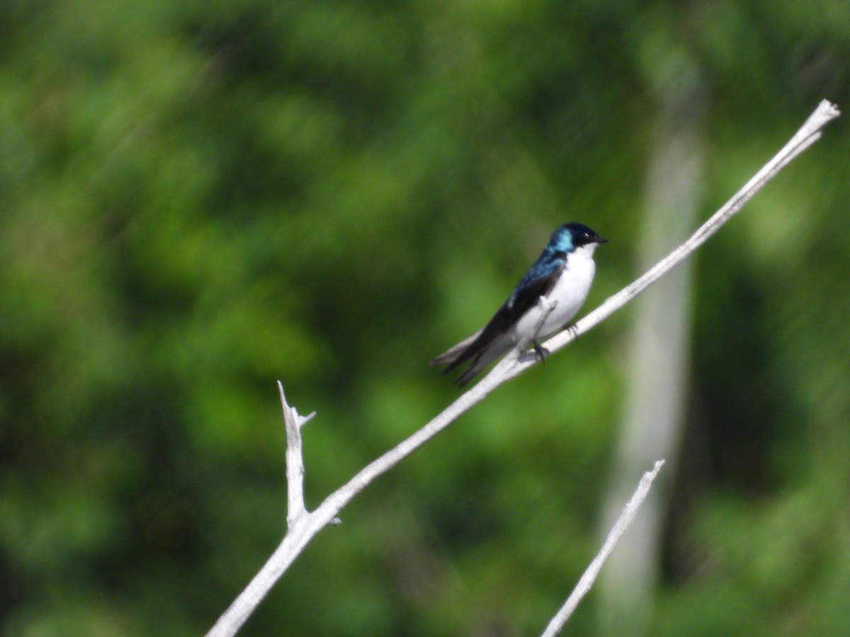 Tree Swallow - Denis Provencher COHL