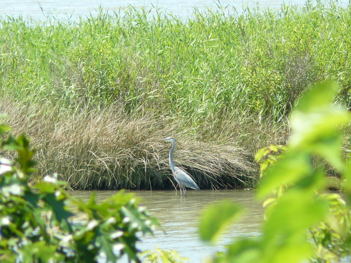 Great Blue Heron - ML620472756