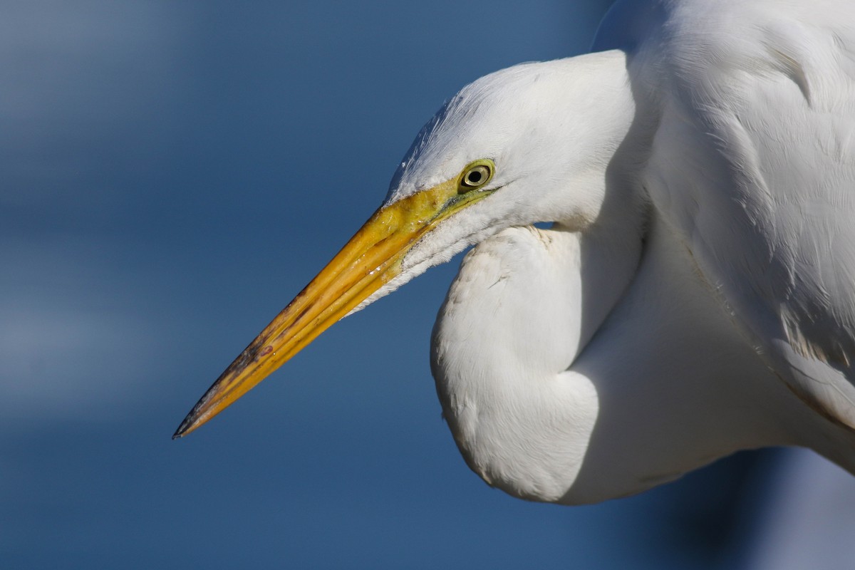 Great Egret - ML620472759