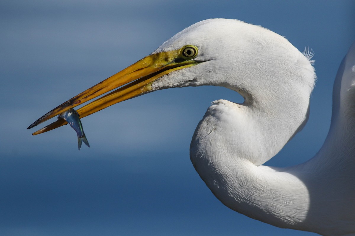 Great Egret - ML620472760