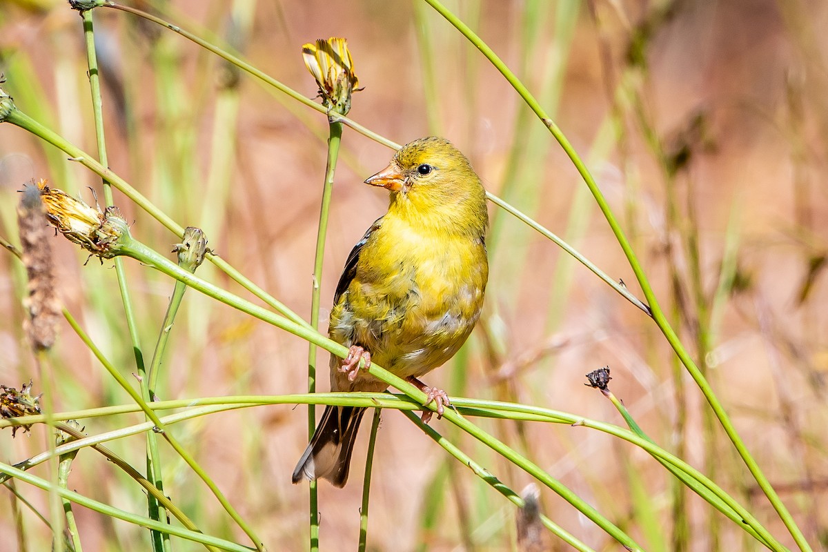 American Goldfinch - ML620472761