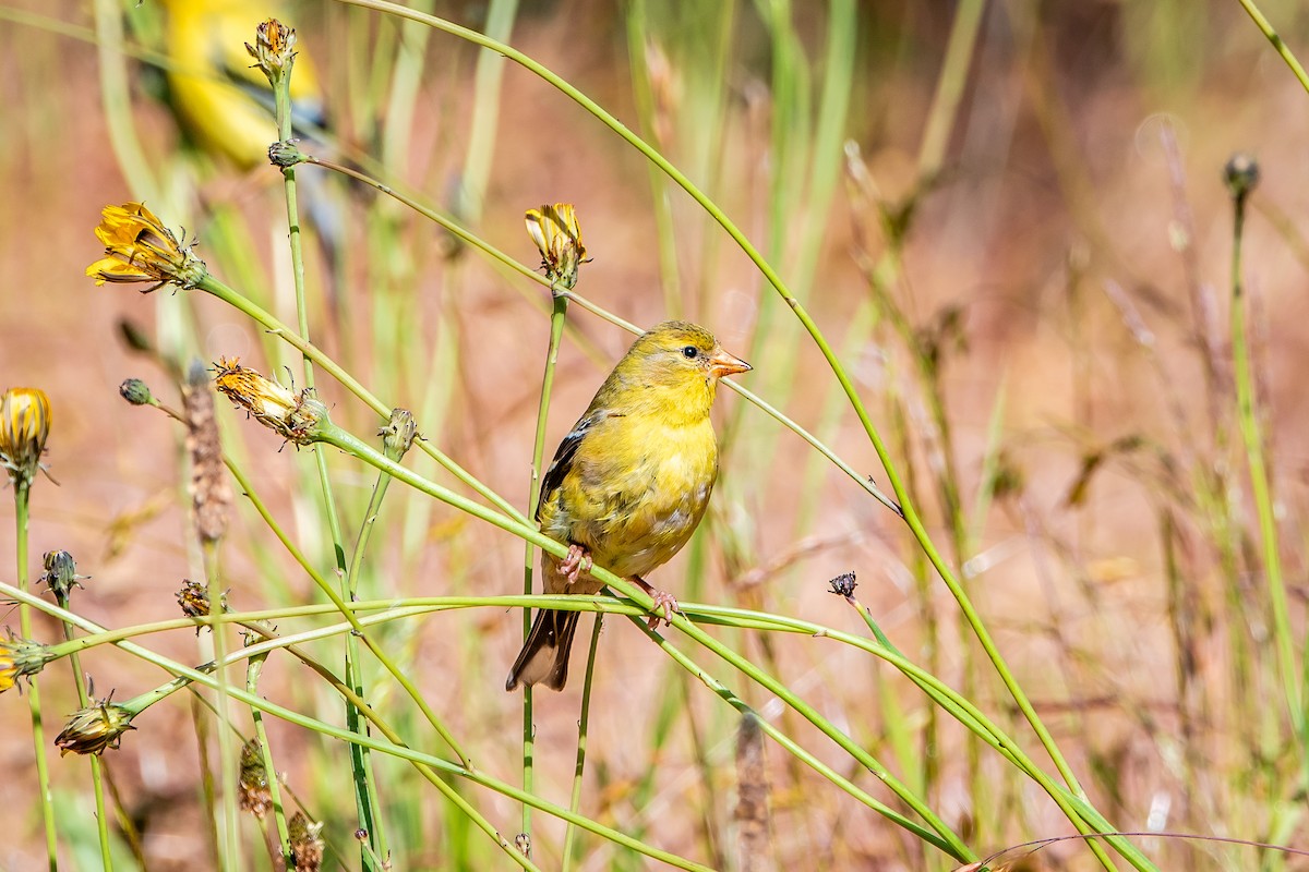 American Goldfinch - ML620472762