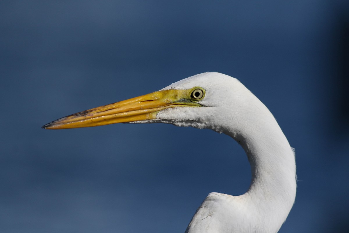 Great Egret - ML620472764