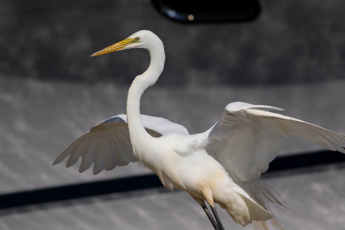 Great Egret - ML620472765