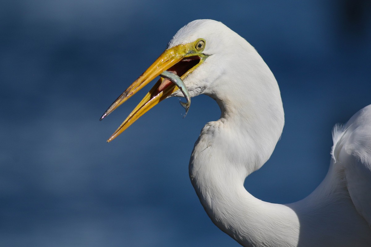 Great Egret - ML620472767