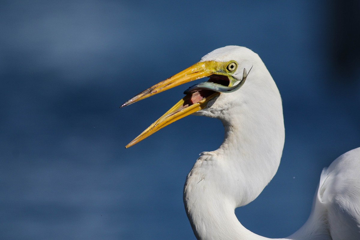 Great Egret - ML620472768