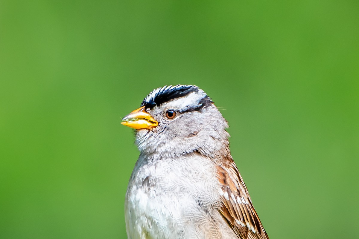 White-crowned Sparrow - ML620472770