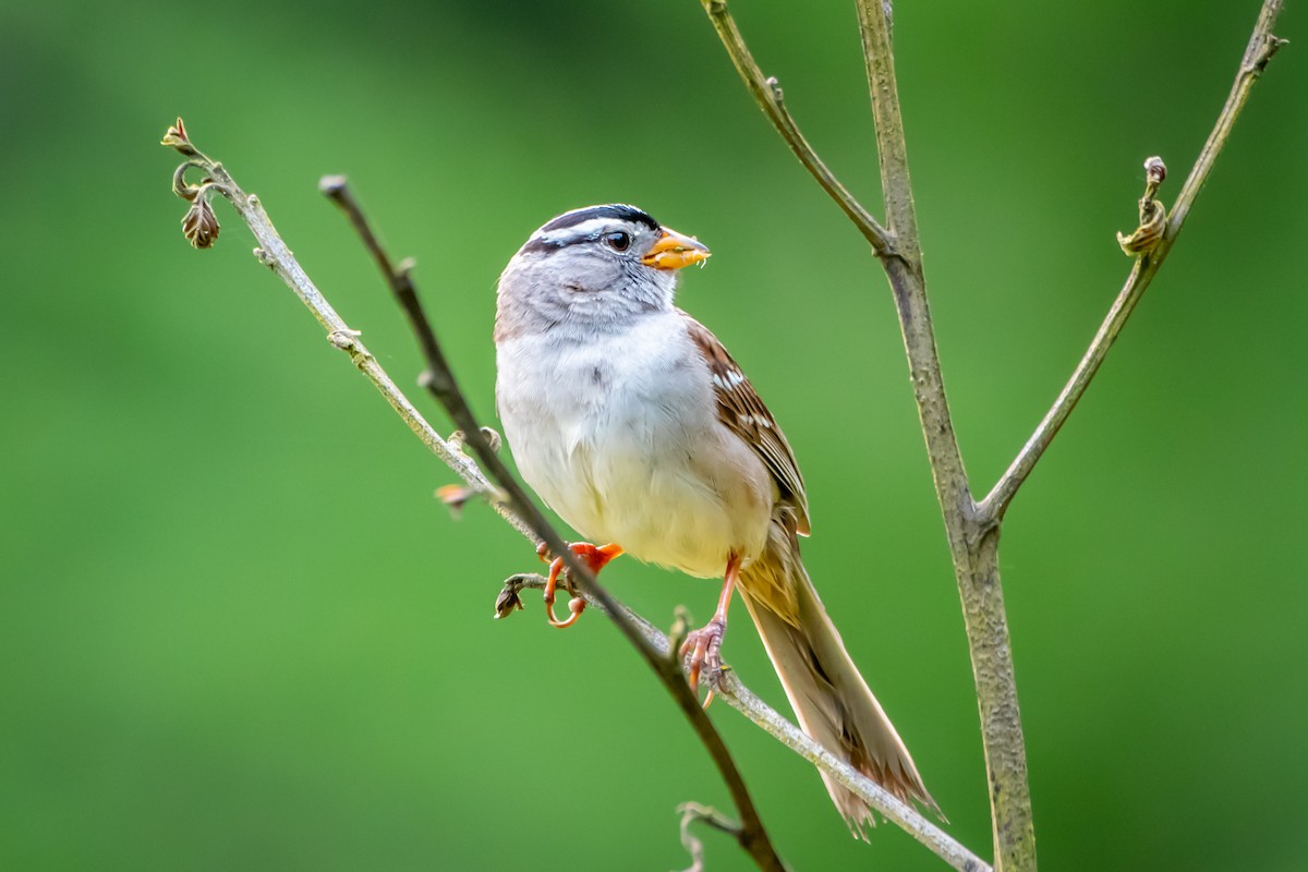 Bruant à couronne blanche - ML620472771