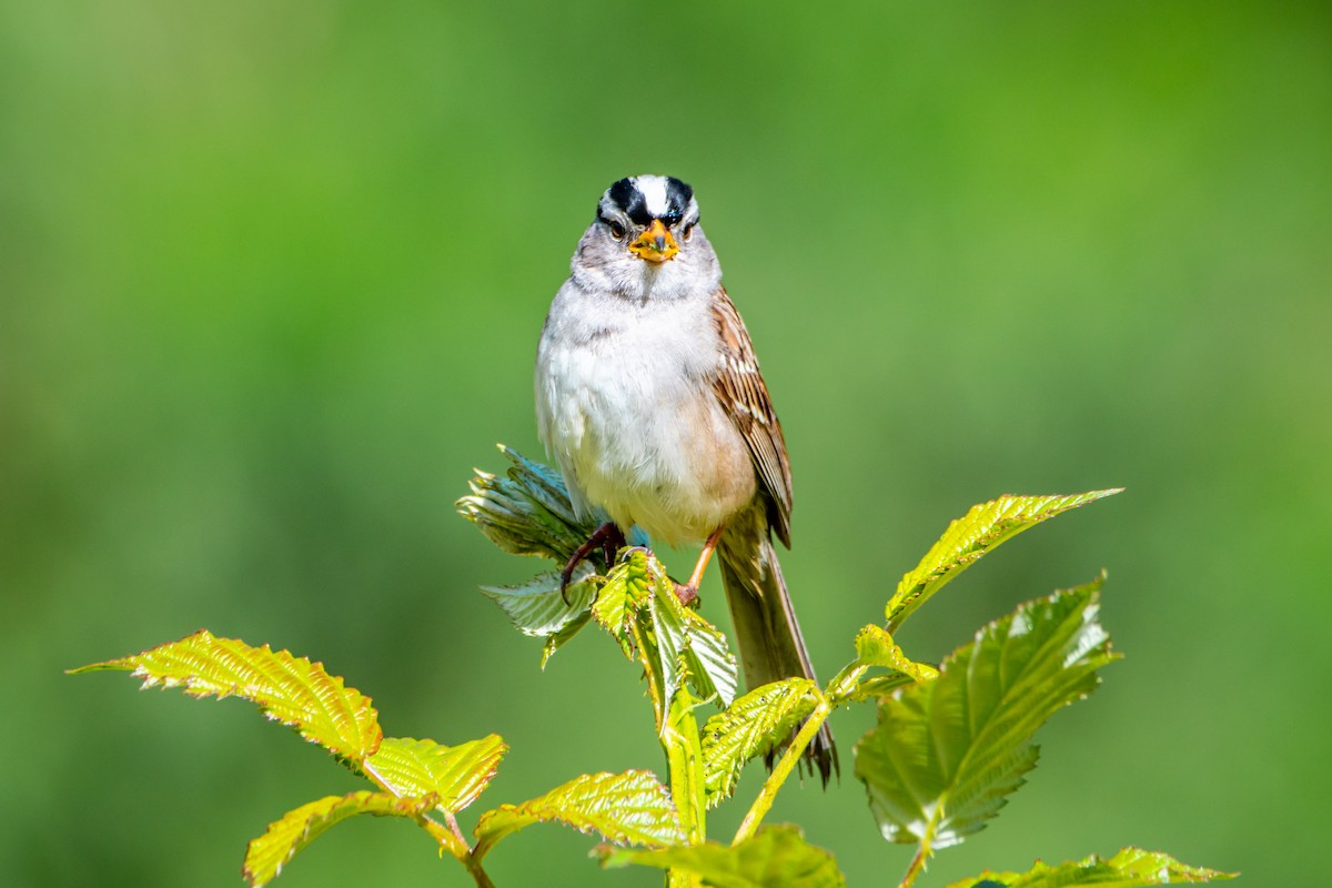 White-crowned Sparrow - ML620472772