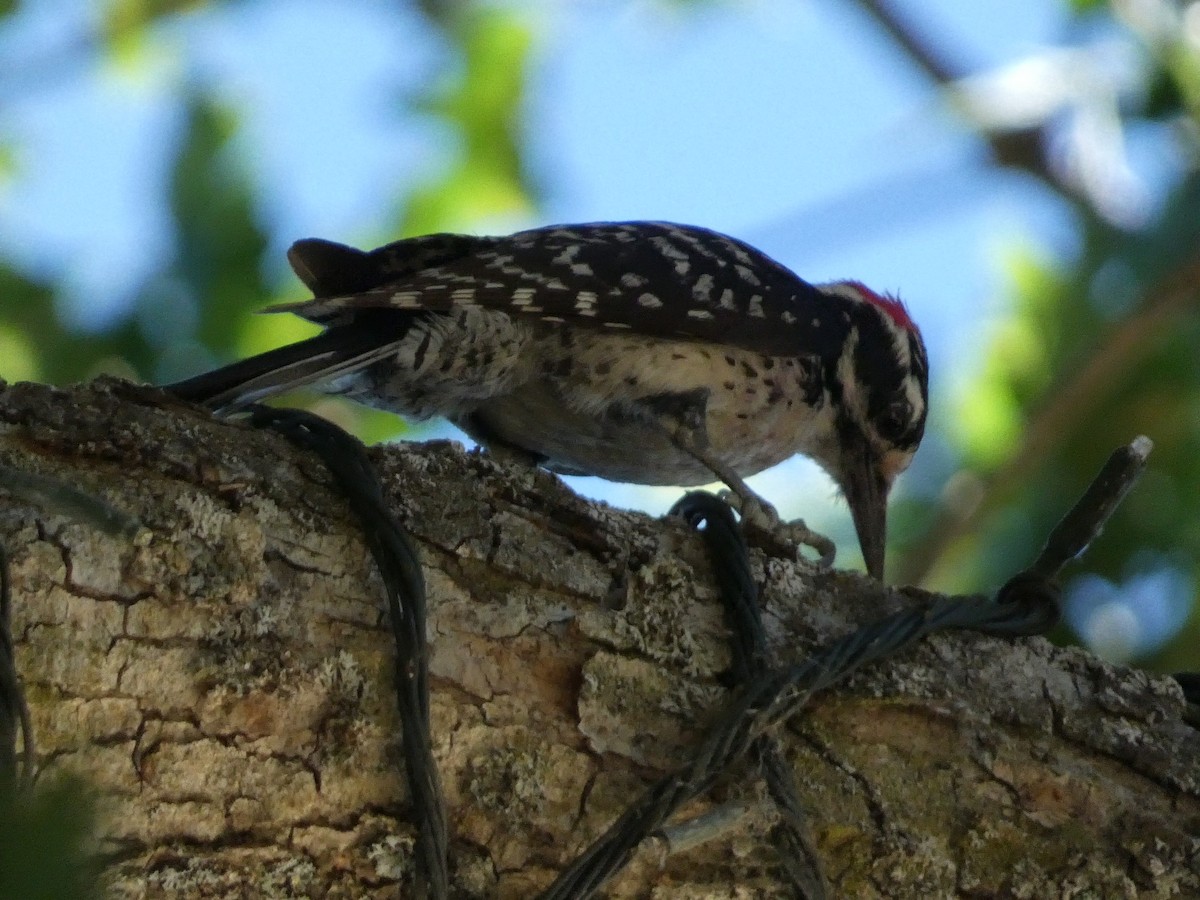 Nuttall's Woodpecker - ML620472780