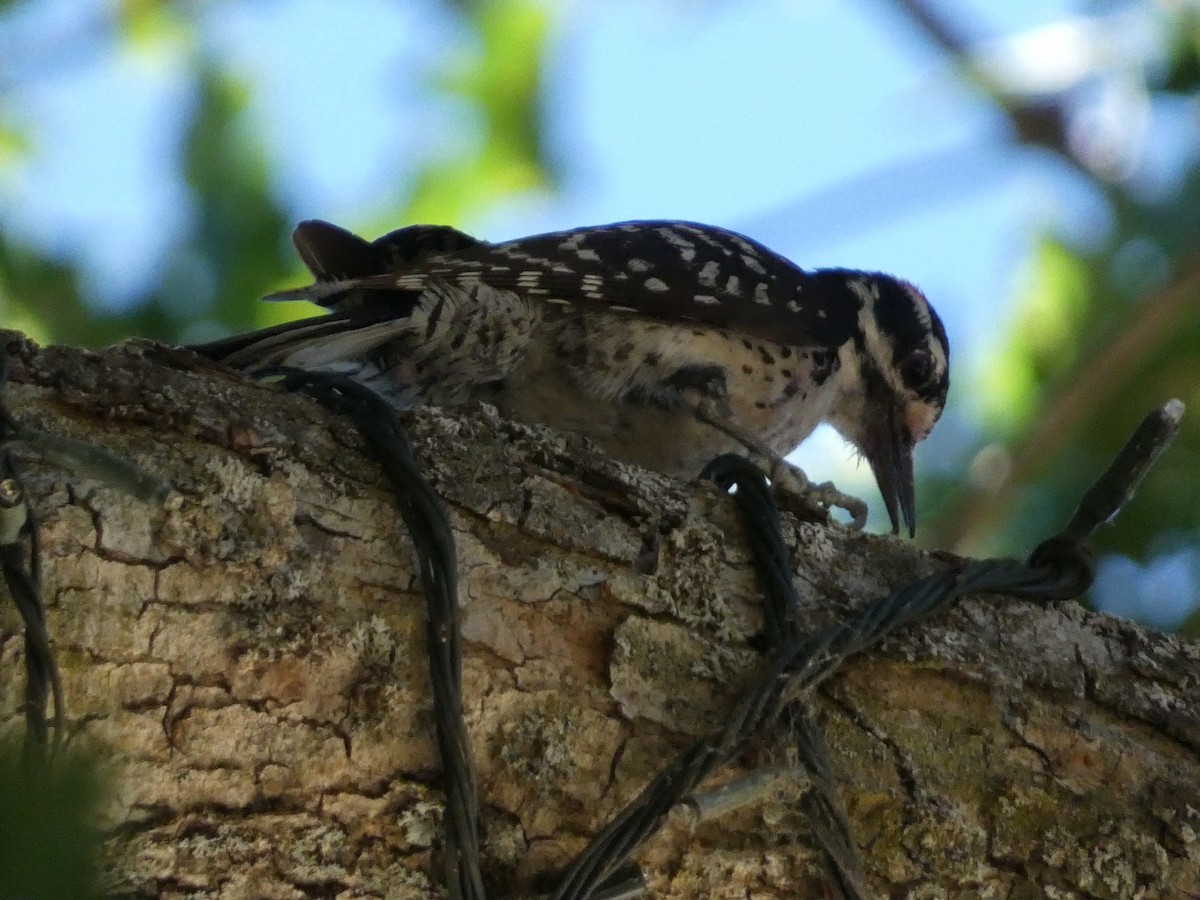 Nuttall's Woodpecker - Roberto Macay