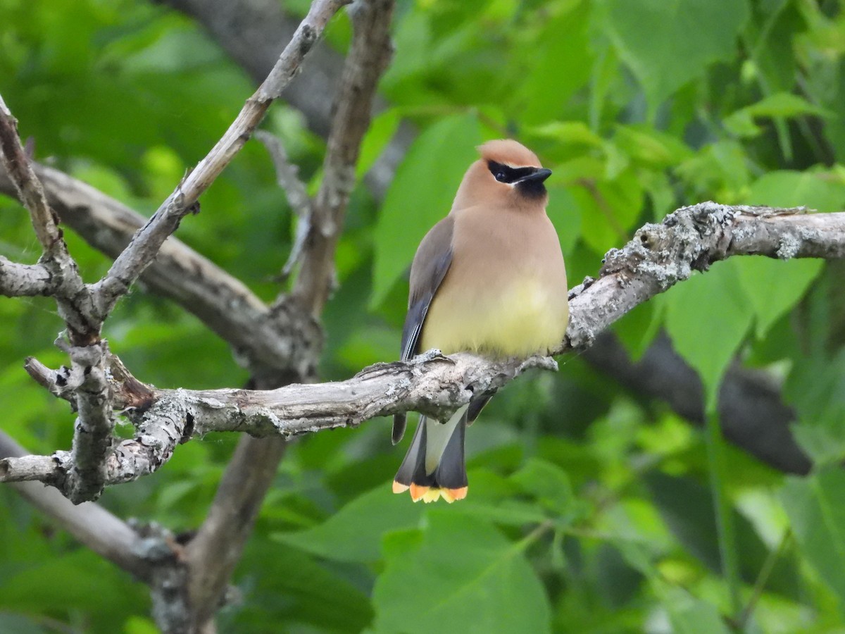 Cedar Waxwing - Denis Provencher COHL