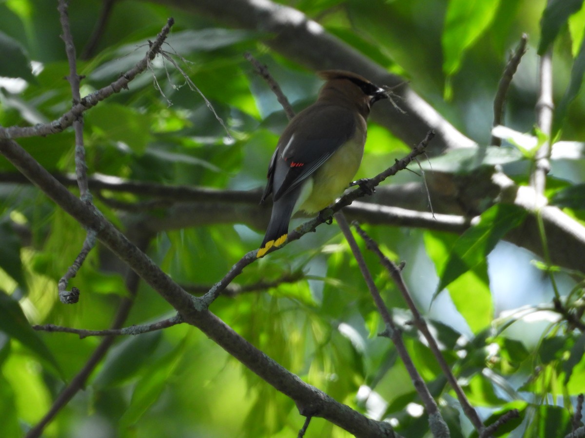 Cedar Waxwing - ML620472794