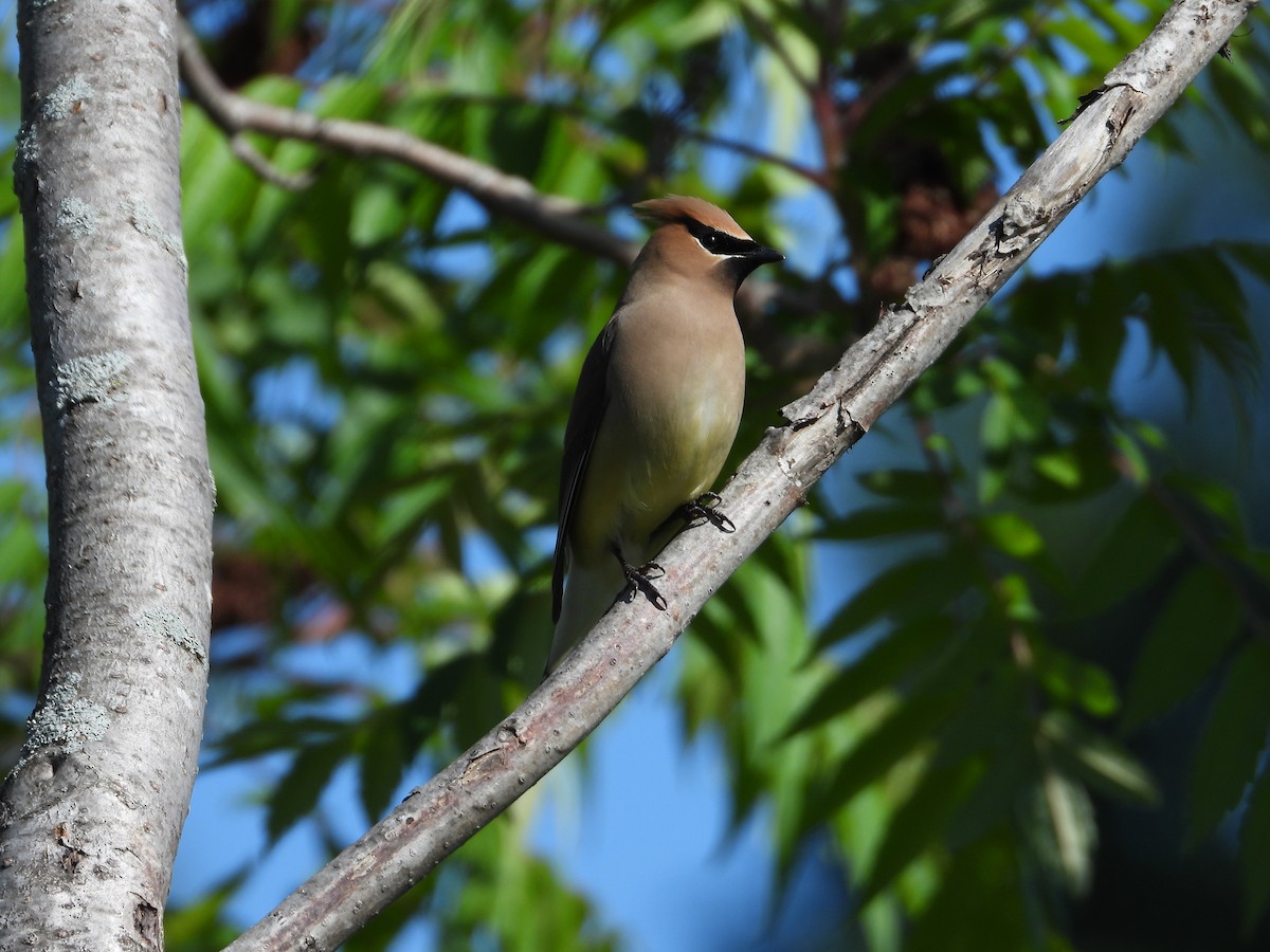 Cedar Waxwing - ML620472795