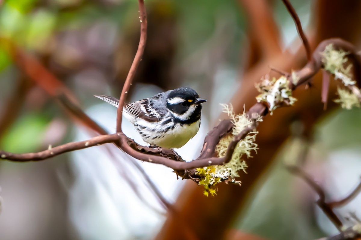 Black-throated Gray Warbler - ML620472797