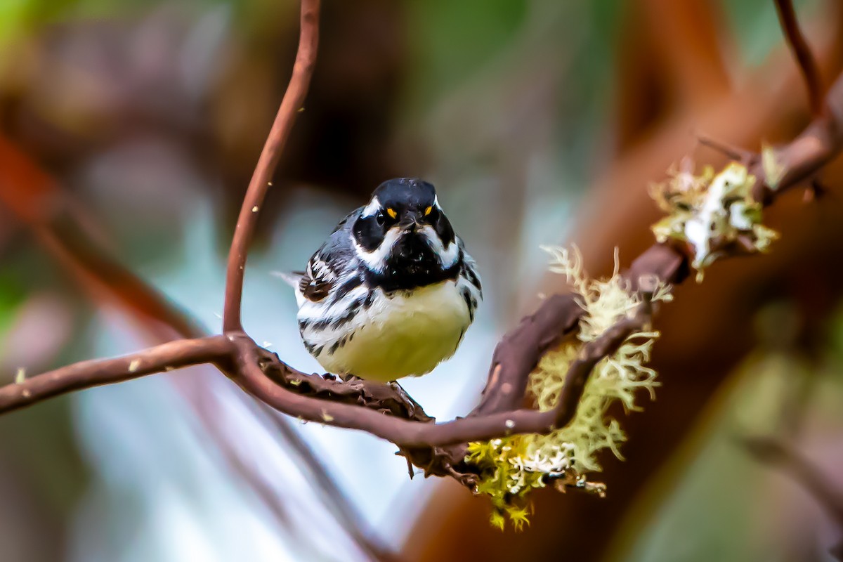 Black-throated Gray Warbler - ML620472798