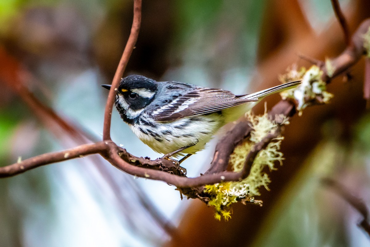 Black-throated Gray Warbler - ML620472801