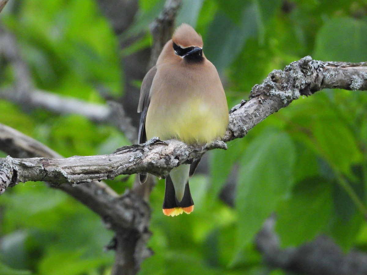 Cedar Waxwing - ML620472802