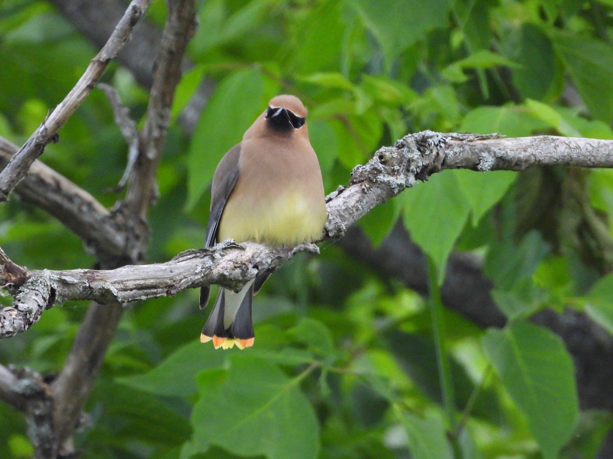 Cedar Waxwing - ML620472803