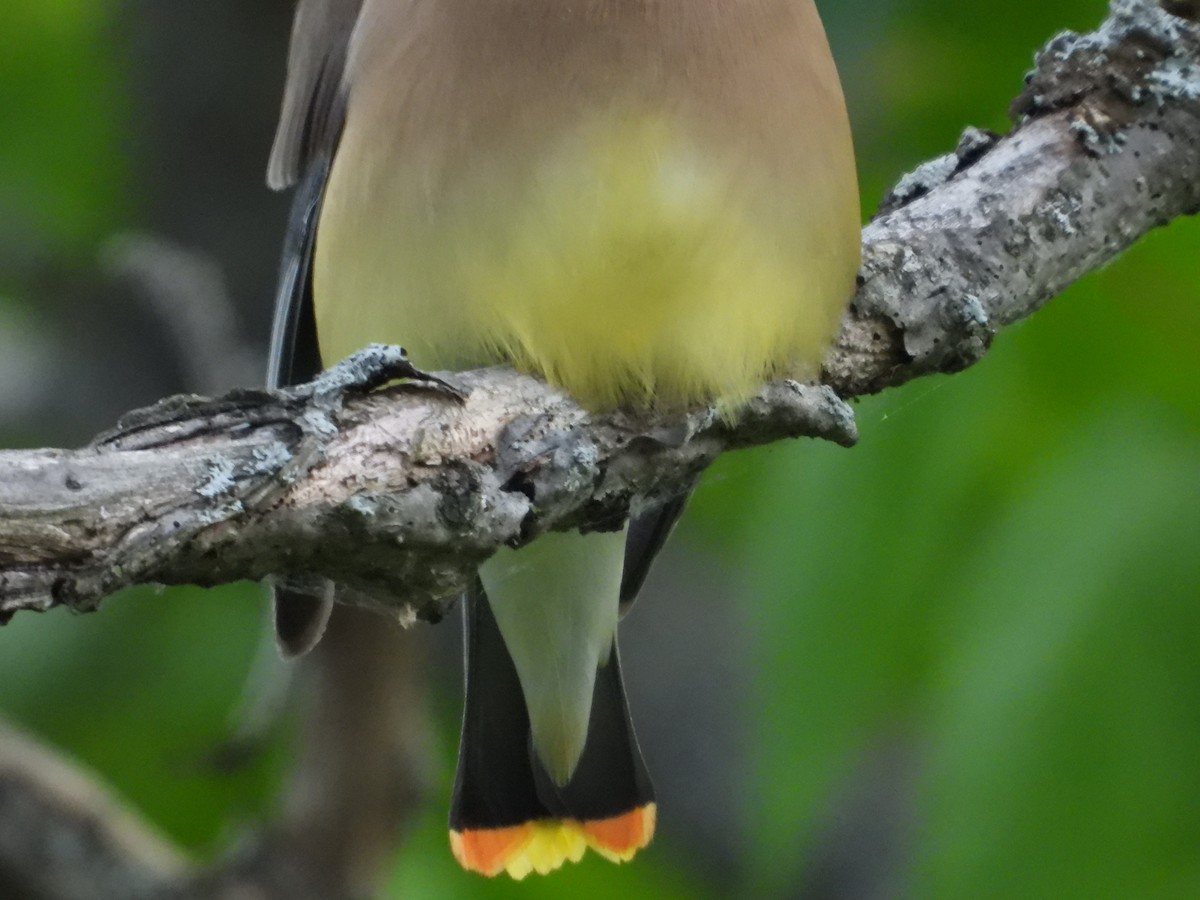 Cedar Waxwing - ML620472806