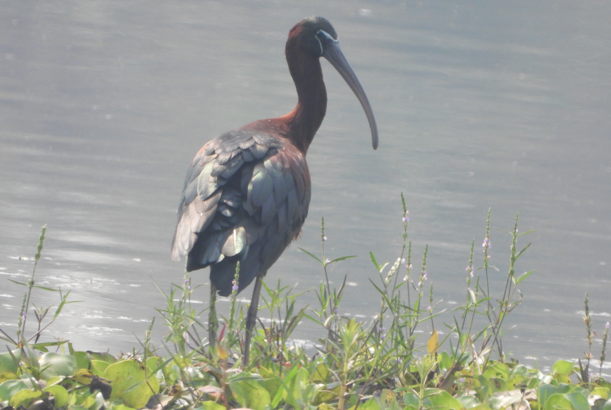 ibis hnědý - ML620472809