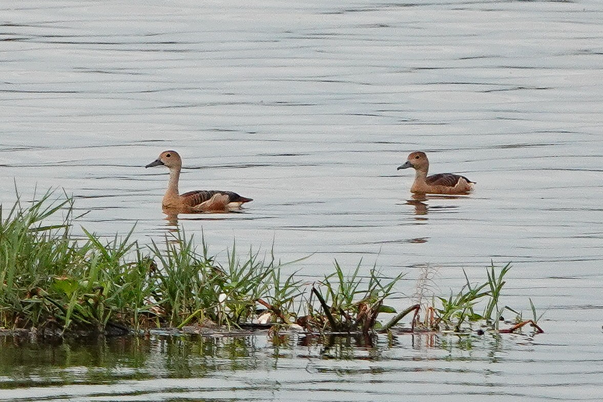 Lesser Whistling-Duck - ML620472811