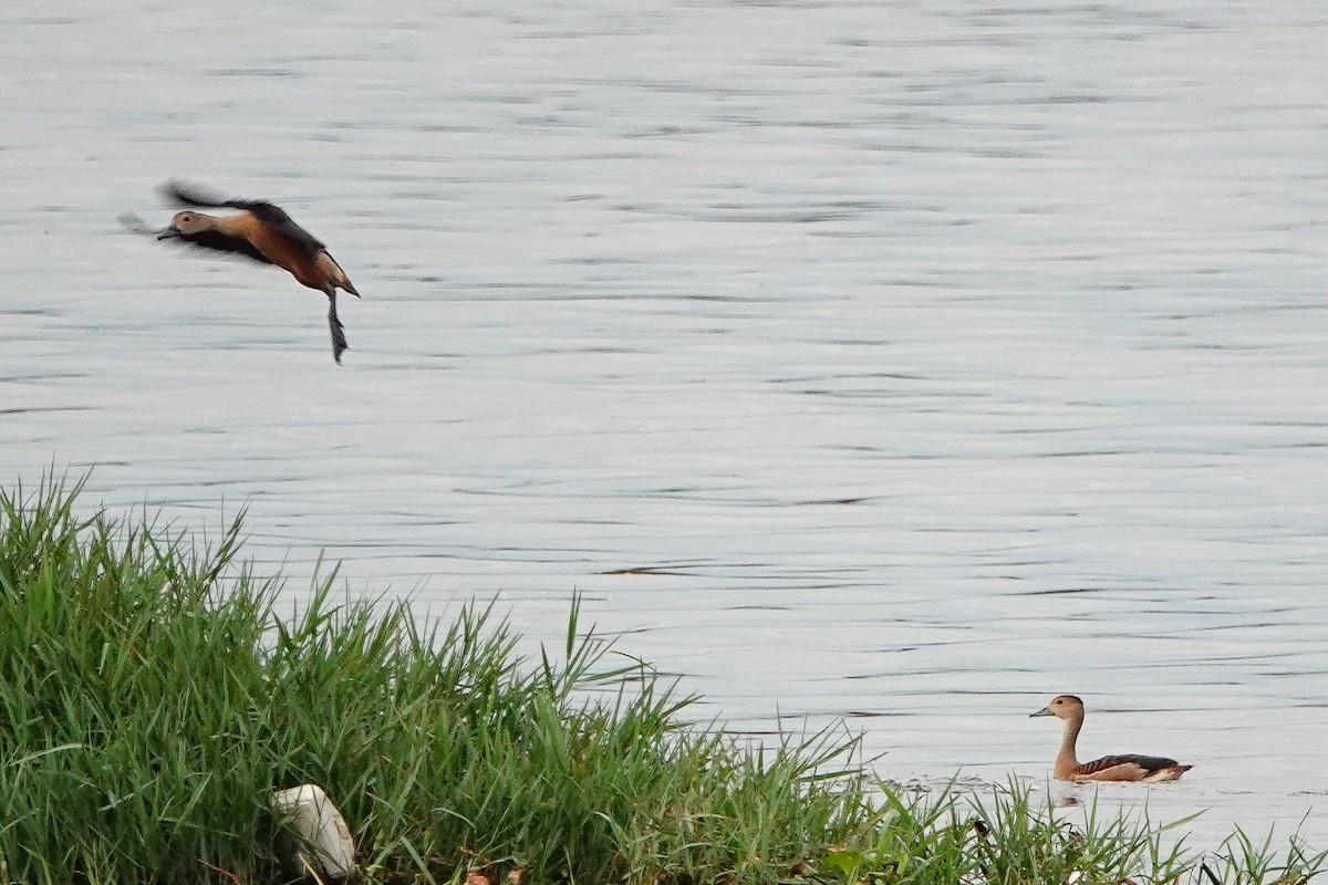 Dendrocygne siffleur - ML620472812