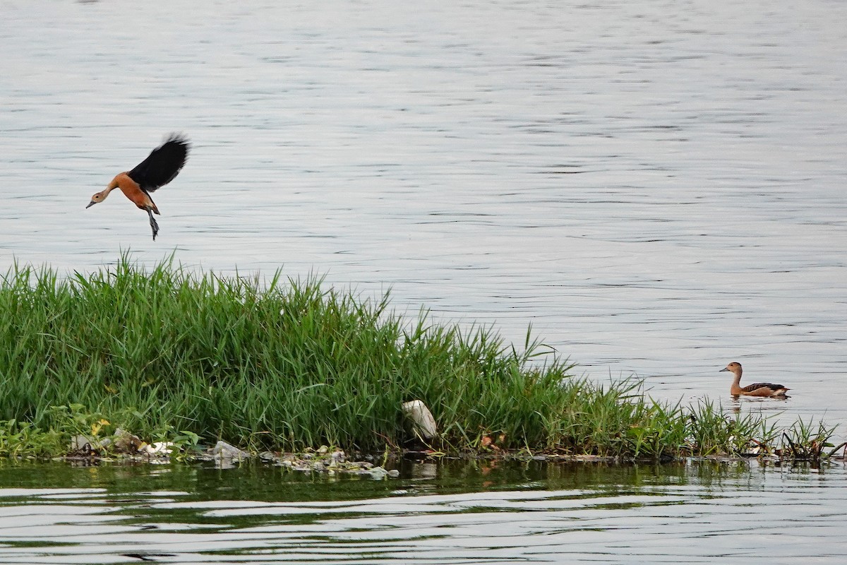 Dendrocygne siffleur - ML620472813