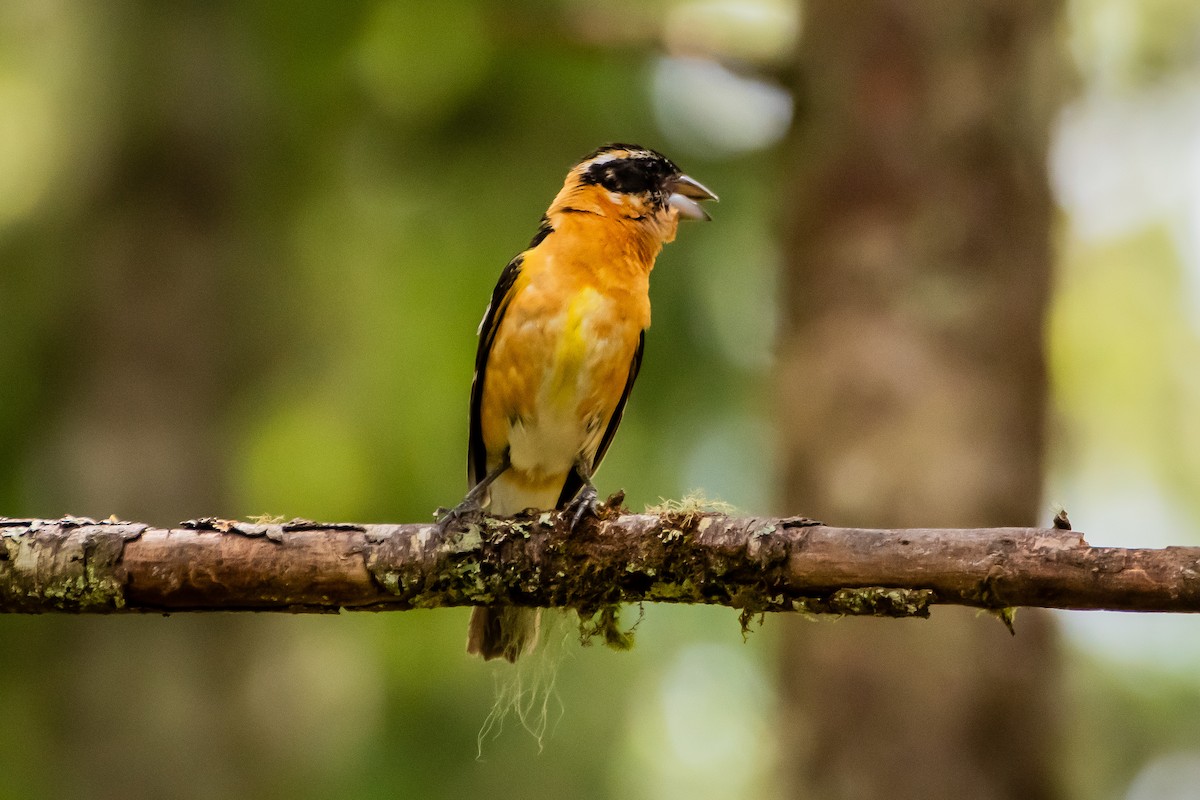 Black-headed Grosbeak - ML620472814