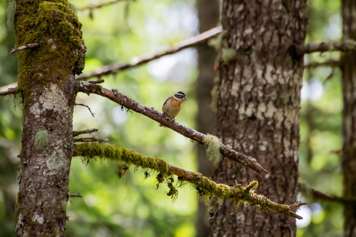 Black-headed Grosbeak - ML620472816