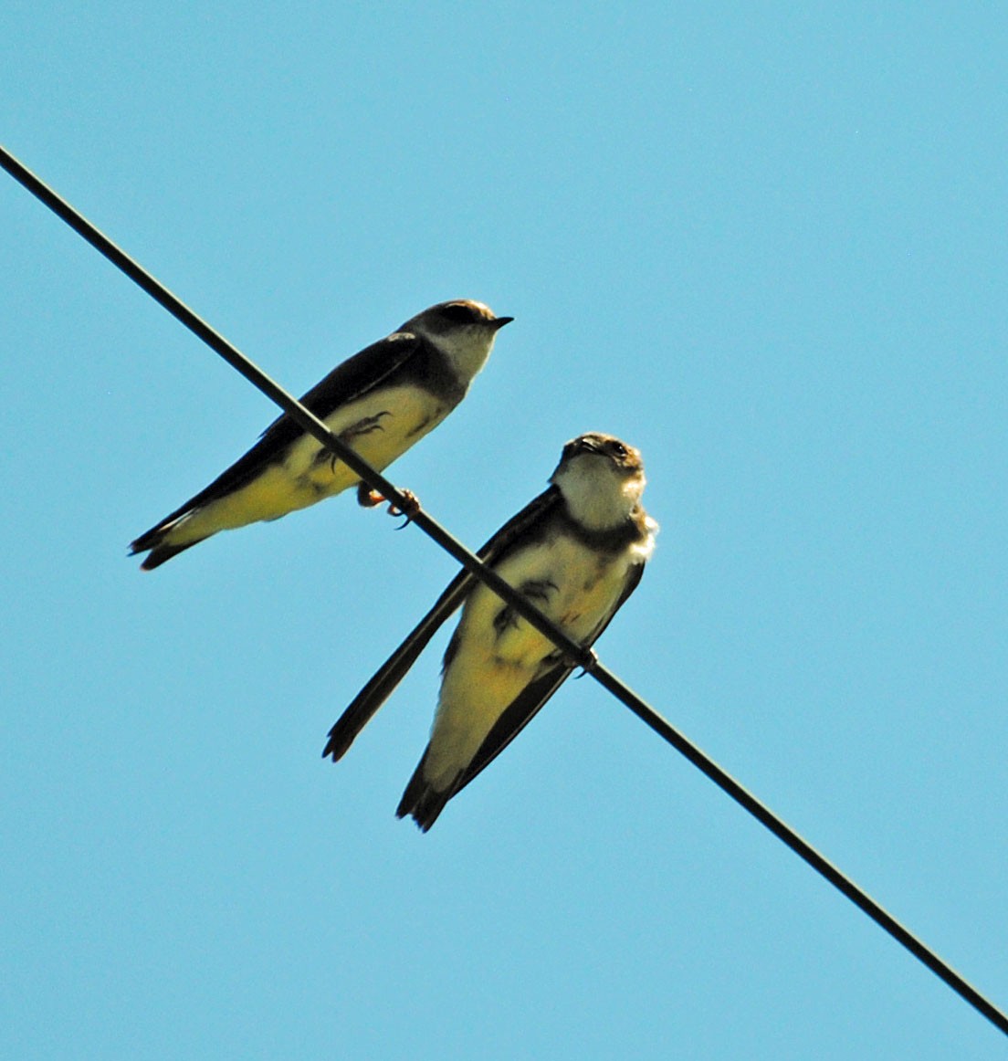 Bank Swallow - ML620472818