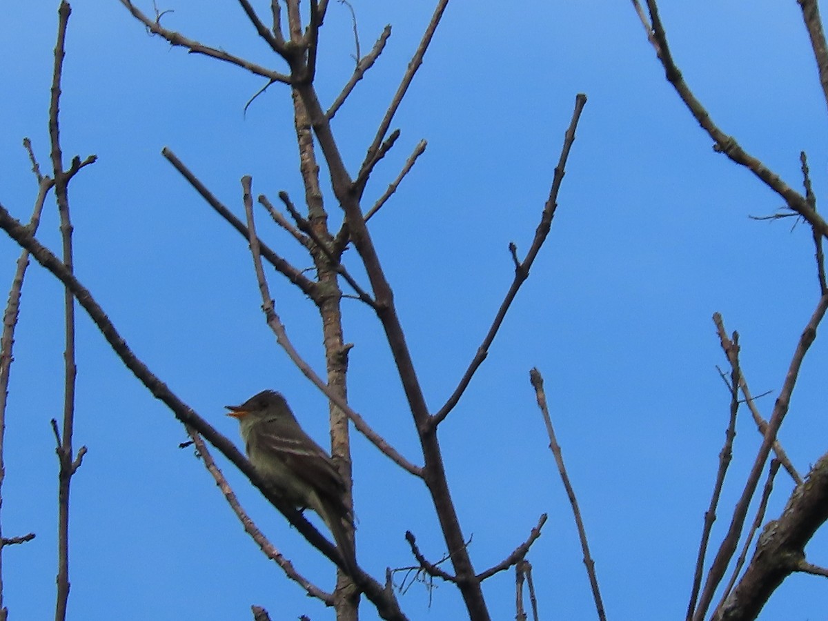 Eastern Wood-Pewee - ML620472819