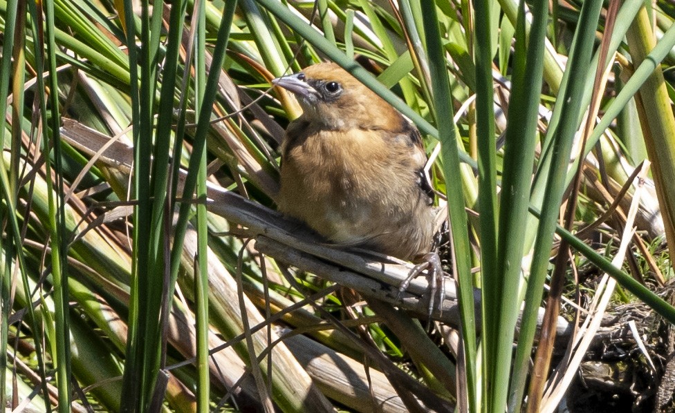 Yellow-headed Blackbird - ML620472822