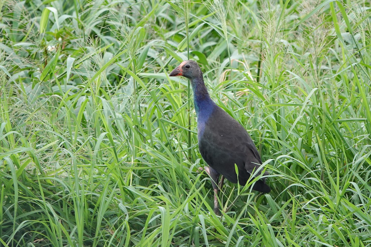 Gray-headed Swamphen - ML620472825