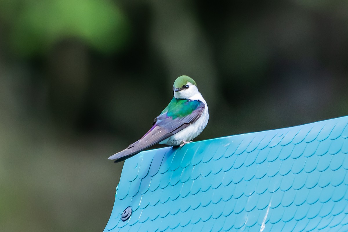 Violet-green Swallow - ML620472828