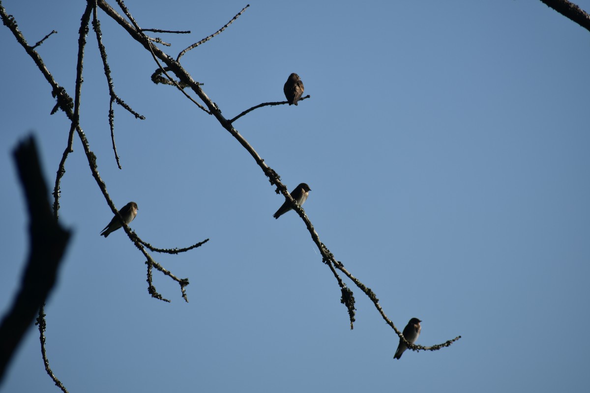 Hirondelle à ailes hérissées - ML620472835