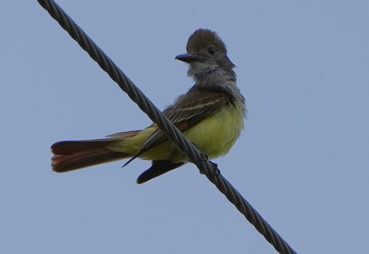 Great Crested Flycatcher - ML620472836