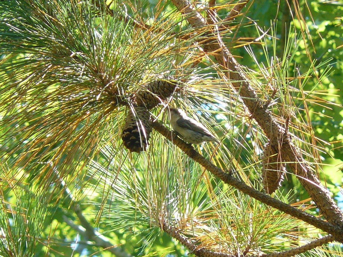 Brown-headed Nuthatch - ML620472837